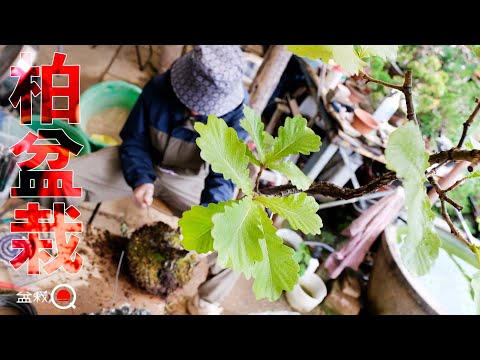 I tried making a Japanese oak into a bonsai with stones. [Bonsai Q]