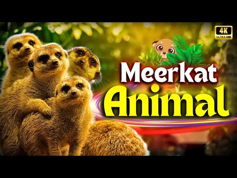 Meerkat Animal's Life Documentary | Wildlife Animal's Documentary | Creative Nature