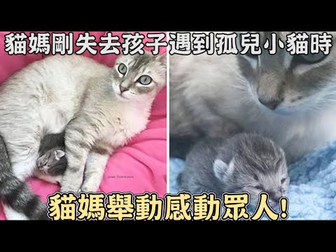 貓媽媽剛失去孩子,遇到孤兒小貓時,貓媽舉動感動眾人!｜#救援｜#動物｜#貓咪｜#感動｜#暖心｜#流浪貓｜Cat