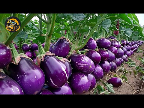 How Eggplant Grow And Thrive In Modern Era - Agriculture with Grand Machine