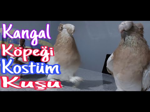 Sivas Kangal Köpeği Gibi Kostüm Kuşları.