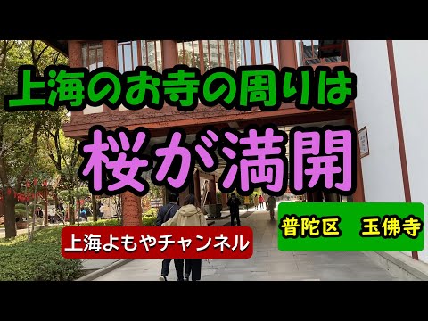 上海のお寺の周りは桜が満開