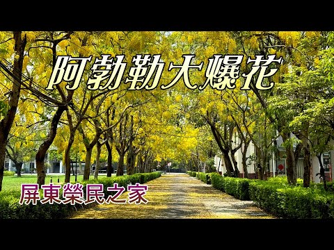 屏東榮民之家阿勃勒綻放囉，鮮黃繁盛的花串吊掛枝椏，精彩展現迷人魅力