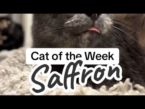 Cat of the week ~ Saffron