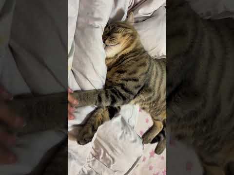 你家猫咪怎么睡觉？How does your cat sleep?#cat #catcute #小猫咪 #cuteecats #cute #猫猫