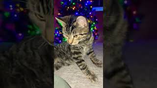 Funny Kitten #shorts #kitten #fypシ゚ #fypyoutube #youtubeshorts