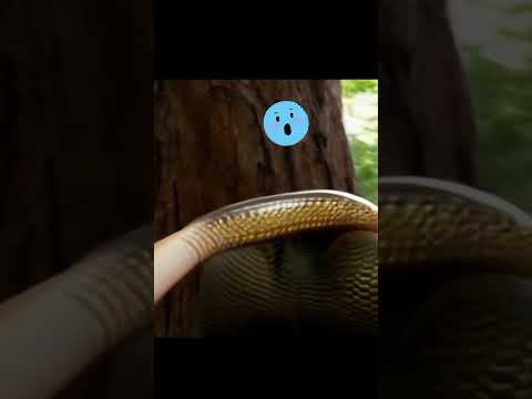 shorts #shorts #mongoosevssnake #scorpion #snakevsmongooseandscorpionandeagleshortvideo#shorts