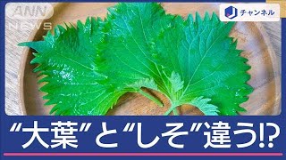 “大葉”と“しそ”何が違う？同じと思ってる人多いみたいですが…実は「明確な違い」【スーパーJチャンネル】(2024年6月26日)