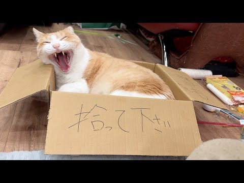 拾われる気が全くない猫