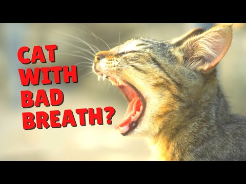 Bad Breath In Cats | Two Crazy Cat Ladies