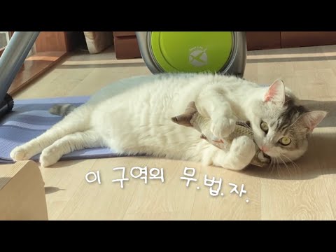 씹고 뜯고 맛보고 즐기고 (feat.희생당한 장난감들)