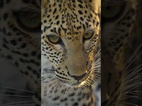 #Leopard very close in #chobe national park #botswana