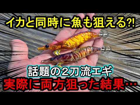 イカと魚が両方釣れる？話題の２刀流エギで秋イカ狙い&青物ボイルに投げ込むと…