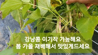 [22-10]강낭콩 이기작 가능합니다. 봄 가을 재배해서 맛있는 강낭콩밥 드세요.#강낭콩 재배