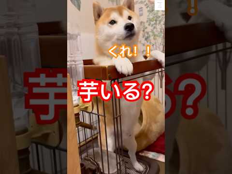 芋が大好きな柴犬と母ちゃんのやり取りが面白い😂　#犬　#柴犬　#おもしろ #面白い　#犬のいる暮らし