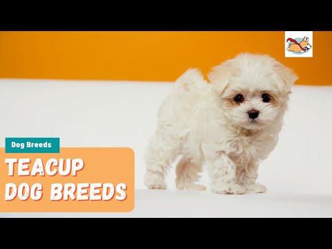 Smallest Dog Breeds: 15 of the Cutest Teacup Dogs You'll Love!