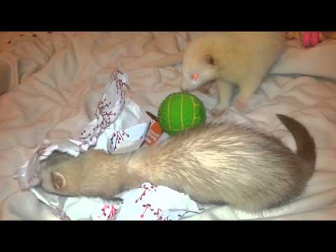 Vanilla, Almond and Taya the Ferrets