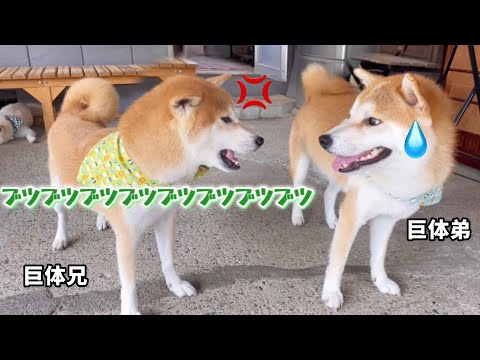 巨体兄柴犬が弟柴犬に言った犬語文句が可愛い