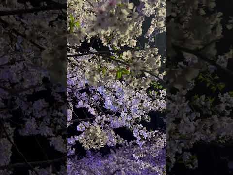 #夜桜 #鶴舞公園 #花見 #名古屋