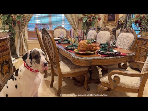 Polite 7 Month Old Harlequin Great Dane Puppy Poses With 1st Christmas Turkey