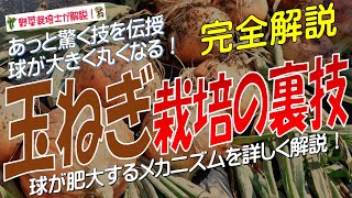 玉ねぎ栽培の裏技（球が大きく丸くなる！球が小さくなる原因を詳しく解説 あっと驚く裏技を伝授！  ）