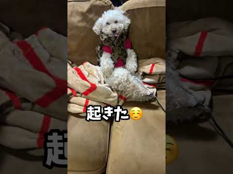 座ったまま寝てる犬が可愛いすぎた #トイプードル #dog #寝落ち