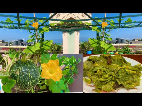 Harvesting Organic Pumpkin Leaves And Stem To Cook Healthy Recipe / Kumro Shak Recipe