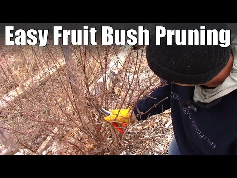 How to Prune A Haskap Bush