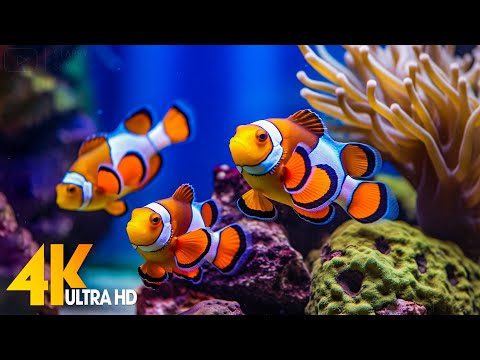 Aquarium 4K VIDEO (ULTRA HD) 🐠 Beautiful Coral Reef Fish - Relaxing Sleep Meditation Music #41