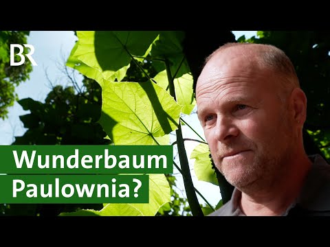 Schnellwachsend und hitzeresistent: Ist die Paulownia der Wunderbaum für Bayern? | Unser Land | BR