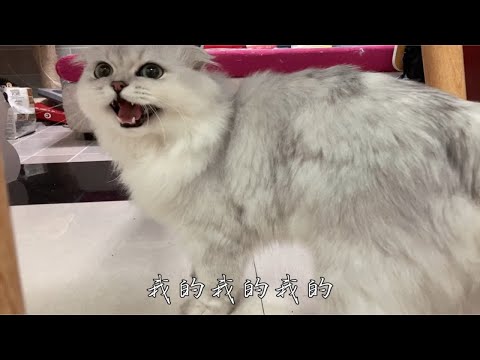 没有鸡胸肉小猫咪也要生胖气！