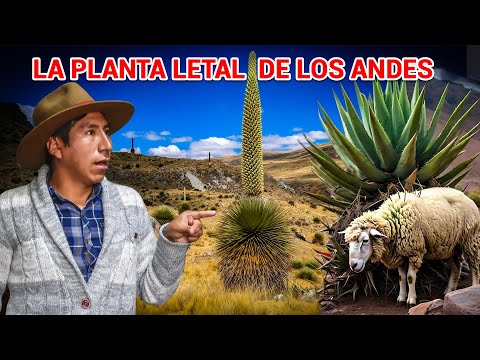 Puya de Raimondi: ¿la PLANTA MÁS TEMIDA de los Andes? | CANCHAYLLLO