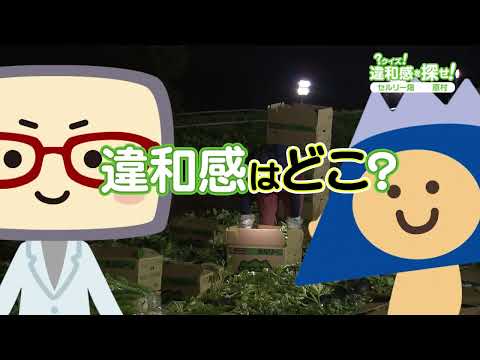 長野県諏訪郡原村のセルリー農家さんを取材（？クイズ！違和感を探せ！ 2024年7月23日放送）