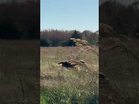 Hunting wirehaired pointing griffon stalks a quail #wirehairedpointinggriffon