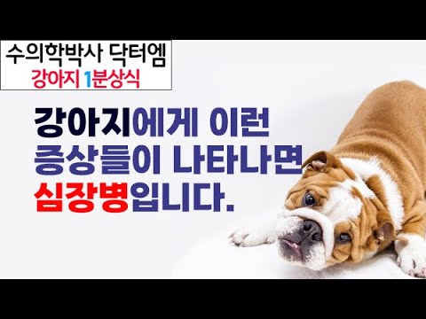 요즘 많이 발병하는 강아지 심장병, 이런 증상들이 나타나는지를 살펴보세요!/ 수의학박사 닥터엠의 강아지119