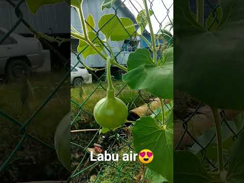 labu air..buah lembu😍 #laukrumahpanjai