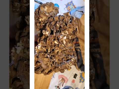 How long does Hen of the Woods mushroom stay fresh?