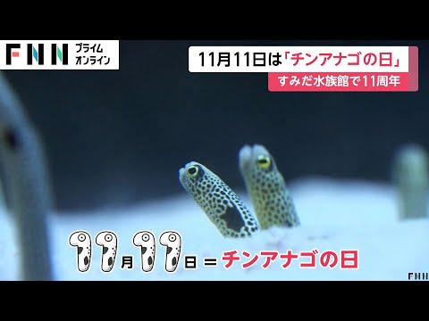 11月11日は「チンアナゴの日」　さらに今年は記念日制定から11周年を迎え「大チンアナゴ祭」開催　東京・すみだ水族館