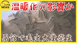 「もうひどいです…」市民も困惑　寒さに弱いアメリカシロヒトリが函館で大量発生　温暖化の影響か