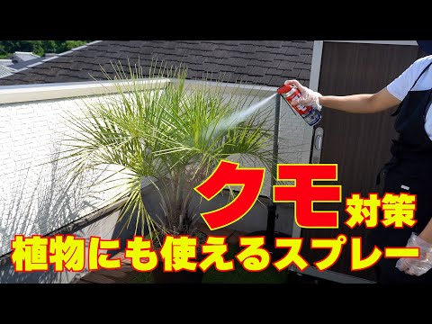 【クモ対策】蜘蛛対策・クモ駆除にスーパークモジェット植え込みや植栽にも使えて便利 セアカゴケグモ対策にも最適な殺虫スプレー