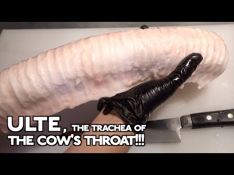 Ulte, The trachea of ​​the cow's throat!!!