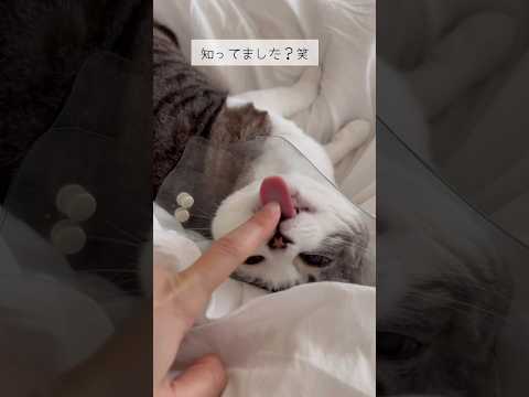 布団ねこ #ねこ動画 #保護猫 #子どもと猫 #cat #ことねこくらし #布団ねこ #ねこは液体