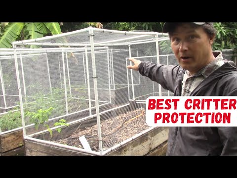 Do THIS to Critter-Proof Your Raised Bed + Best Zone 10 Summer Vegetables