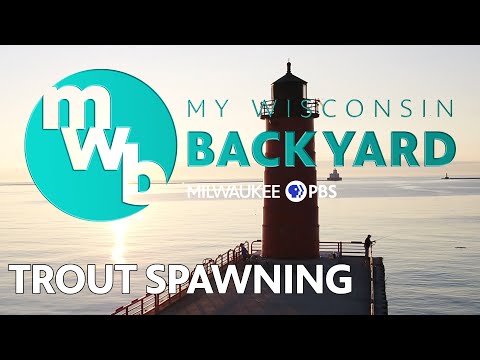 My Wisconsin Backyard | Web Series |  Trout Spawning