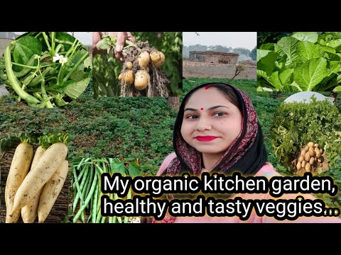 गांव में हमने किस तरह की organic सब्जियां उगाई है और ये tasty और healthy है, kitchen garden tour....