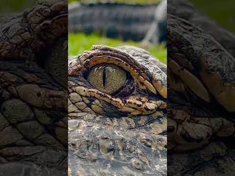 The Perfect Alligator Eye! #youtubeshorts #gatorland #alligator