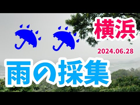 【昆虫採集】雨の採集！ 2024.06.28［ノコギリクワガタ、コクワガタ、カブトムシ、クワガタ採集］