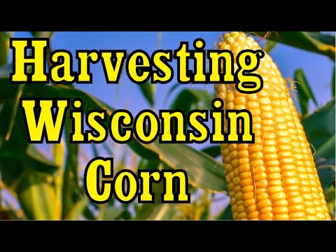 Harvesting Corn In Wisconsin 🌽