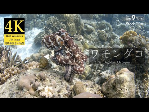 【4K 水中映像】ワモンダコ / Big blue octopus / Octopus cyanea