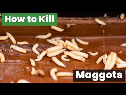 How to Kill Maggots Fast and Safely in 3 Simple Steps